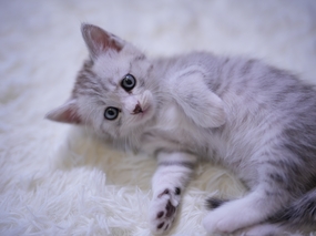 躺在白色地毯上的可爱小猫咪图片